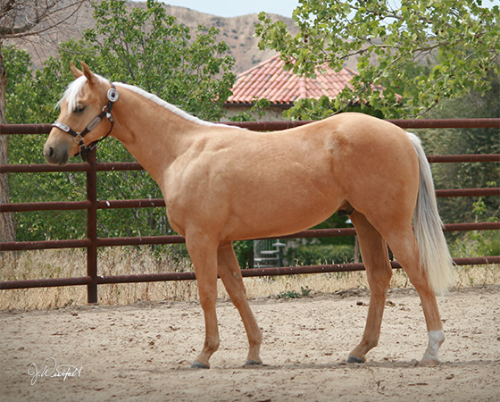 SJR Diamond Nic - CD Diamond x Nics Lil Angel - 2014 Colt